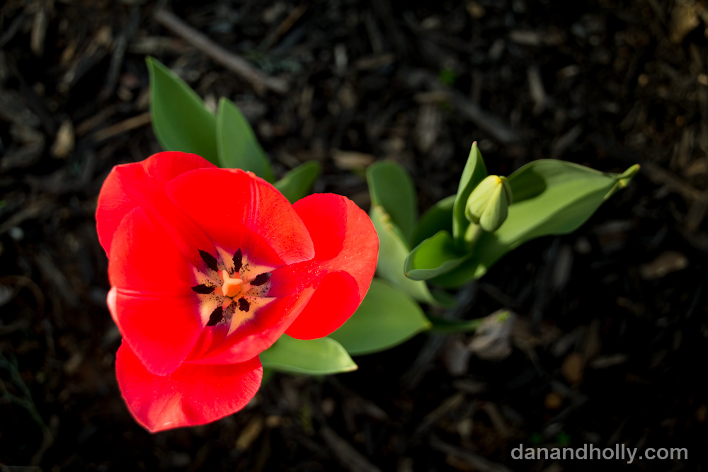 Tulip Tulip